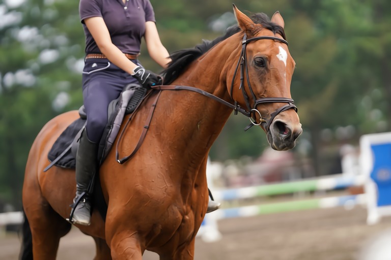 全国乗馬倶楽部振興協会 令和2年度事業報告トピックス（乗馬ライセンス ...